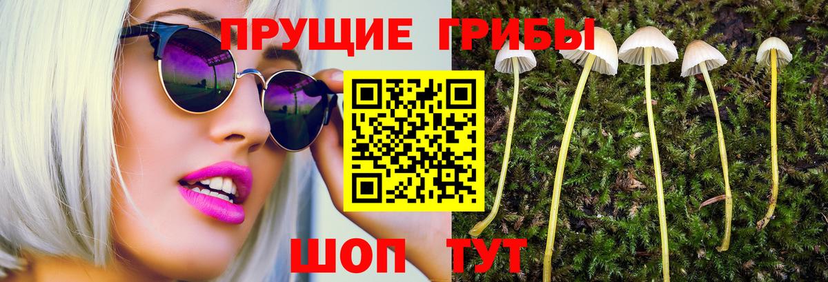 Галлюциногенные грибы Cubensis Новоалександровск